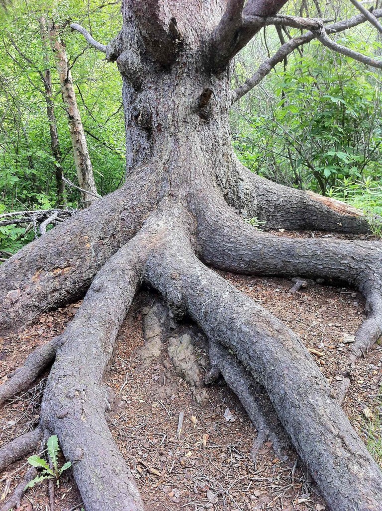 Treebeard